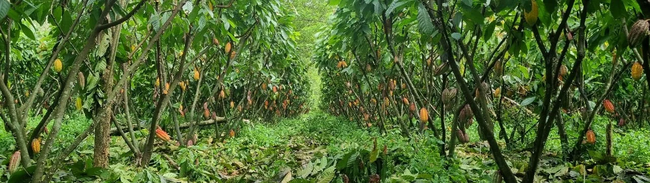 Inside a cacao row, pods ripening on both sides