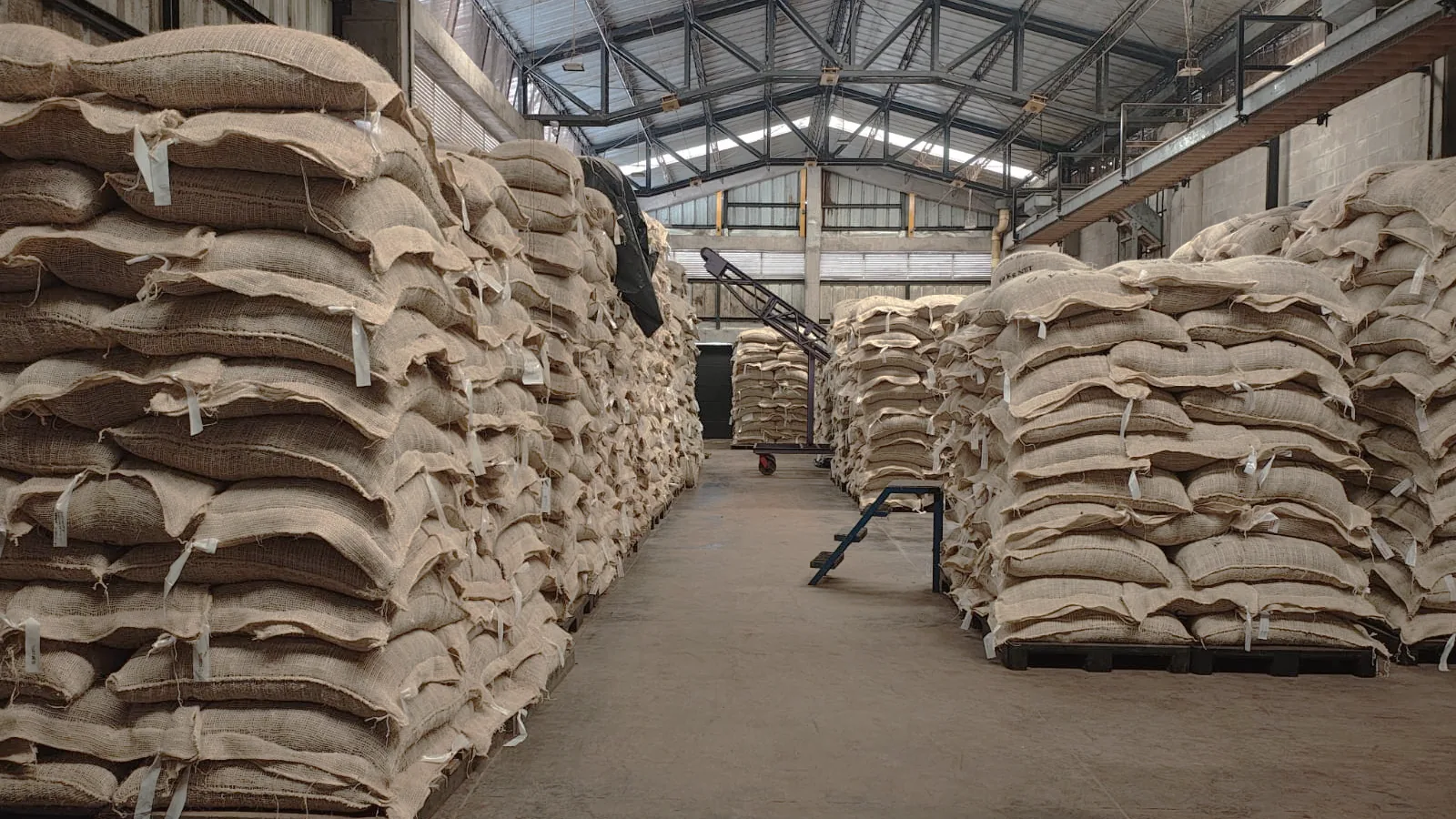 Jute sacks of dried cacao stacked in the farm store
