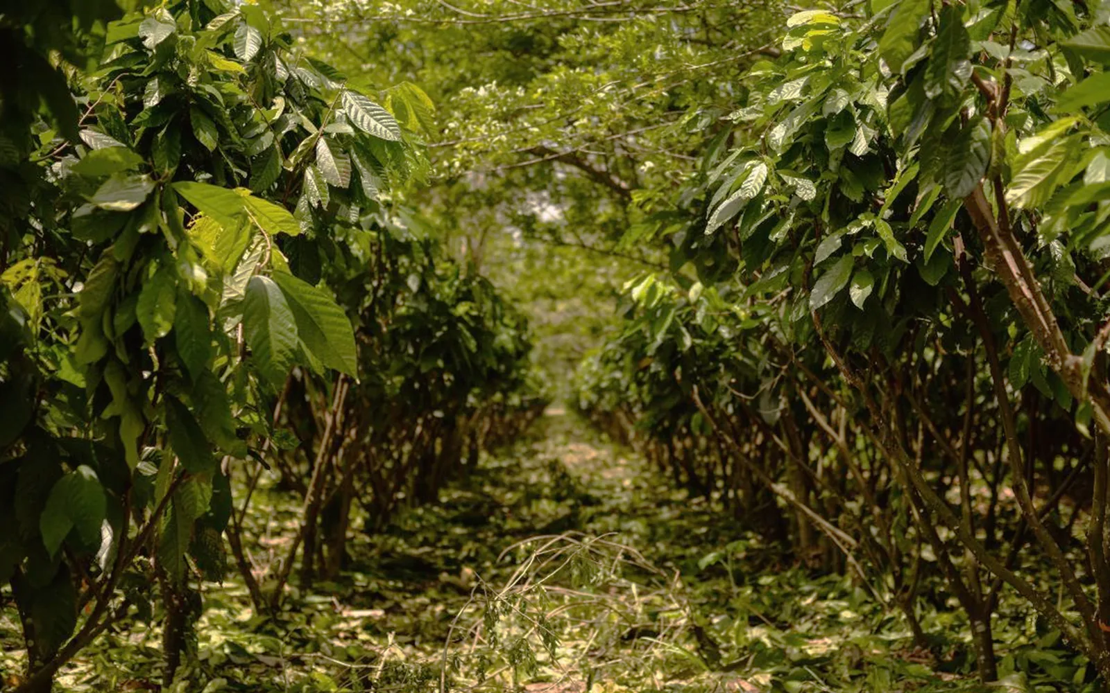 Inside a mature cacao planting, looking down the row